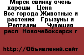 Марск свинку очень хароши › Цена ­ 2 000 - Все города Животные и растения » Грызуны и Рептилии   . Чувашия респ.,Новочебоксарск г.